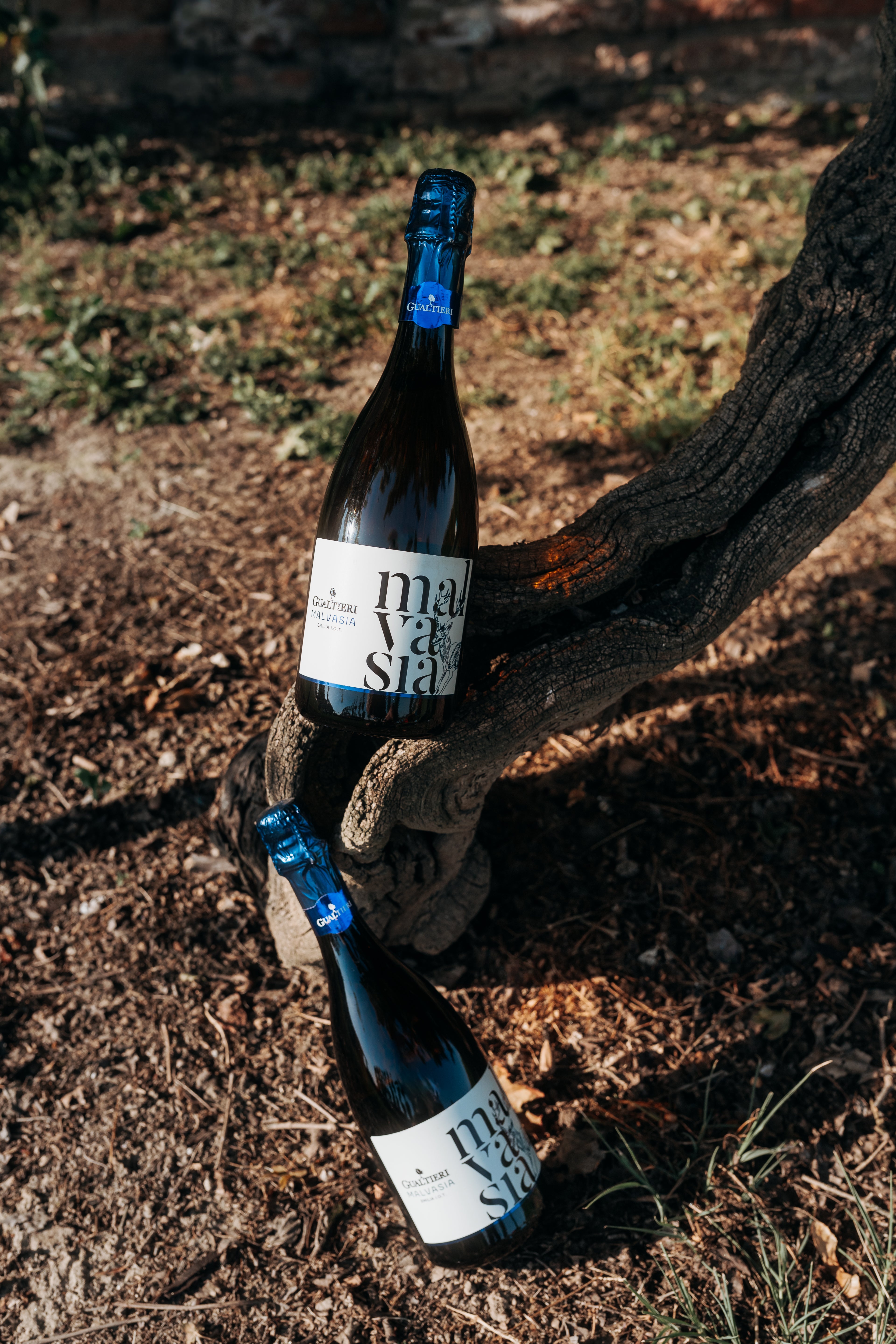 Malvasia dell'Emilia I.G.T.