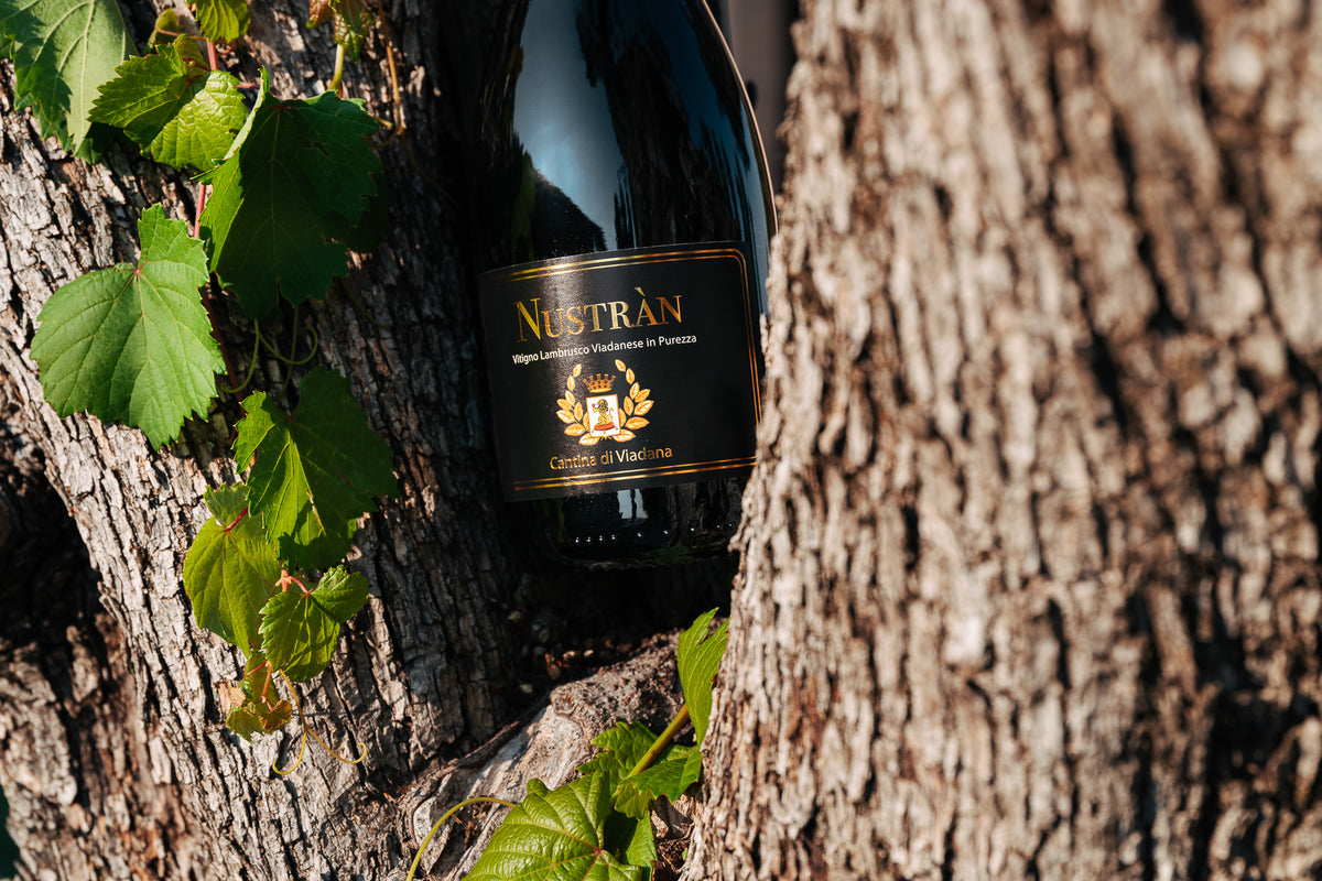 Nustràn Lambrusco Mantovano D.O.P
