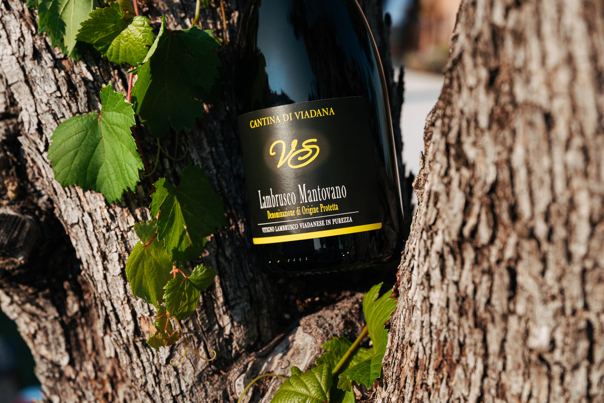 VS Lambrusco Mantovano D.O.P