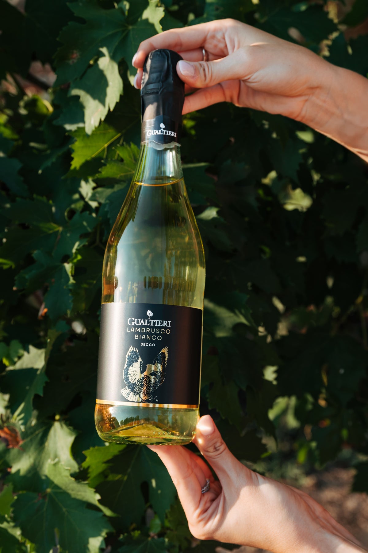 Lambrusco Bianco Secco I.G.T.